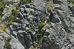 Ein strukturreiches Relief fördert die Vegetationsentwicklung auch auf künstlich entstandenen Felswänden.