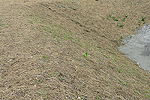 Beispiel Dammböschung: Die Fläche wurde im Juni mit Mähgut begrünt.