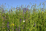 Auf nährstoffreicheren Standorten sind zweimähdige Glatthaferwiesen eine Alternative zu einmähdigen Magerwiesen.