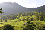 Gehlze gliedern Kulturlandschaften und bereichern das Landschaftsbild.