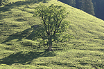 Solitrbaum als landschaftsprgendes Element.