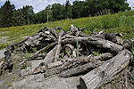 Je strker das Holz, desto lnger der Zersetzungsprozess und desto lnger bleibt der Holzhaufen bestehen.