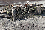 Totholzhaufen schaffen Lebensräume und Überwinterungshabitate für viele Kleintiere.