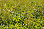 Oberboden von verunkrauteten Standorten (im Bild Wiesenampfer  Rumex obtusifolius) sollte nicht oberflchlich wieder ausgebracht werden.