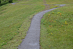 Neu angelegter Weg mit randlich verlegten Rasensoden: Bereits im selben Jahr entwickelt sicheine standorttypische Vegetation.