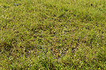 Beispiel Dammbschung: Vegetation der mit Mhgut begrnten Flche nach zwei Jahren. Auf diesem Standort hat sich bereits nach zwei Jahren eine artenreiche Vegetation etabliert.