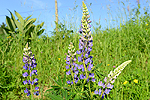 Keinesfalls sollten Neophyten wie Lupinen angest werden.