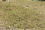 Gerade an Gewsserufern ist natrliche Sukzession die ideale Begrnungsmethode, sofern dies nicht durch extreme Standortverhltnisse (zB harte Verbauung), Erosion oder Ausbreitung von Neophyten verhindert wird. Im Bild Weidenkeimlinge auf einer jungen Sandbank an einem Gewsser.