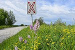 Mit naturnahen Begrnungsmethoden knnen Bschungen und Dmme zu artenreichen Lebensrumen entwickelt werden, die auch seltenen Arten Lebensraum bieten (Im Bild: Helmorchis).