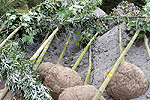 Die geeigneten Pflanzzeiträume für Ballenpflanzen sind wesentlich größer als für wurzelnackte Gehölze.