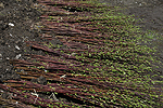 Eingeschlagene Weidensteckhölzer; dünne Steckhölzer trocknen leichter aus als mindestens 3 cm dicke Steckhölzer.