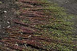 Eingeschlagene Weidensteckhlzer; dnne Steckhlzer trocknen leichter aus als mindestens 3 cm dicke Steckhlzer.