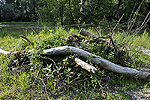 Werden Strukturelemente wie Stein- oder Holzhaufen zu stark berwachsen, sollte die Vegetation teilweise wieder entfernt werden.