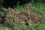 Eine sachgerechte Entsorgung des anfallenden Pflanzenmaterials ist wichtig. Im Bild Samenstnde des Riesenbrenklaus, die nicht auf unbefestigten Standorten zwischengelagert werden drfen.