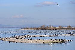 Wasservoegel_Fussacher Bucht_Rheindelta_01_02