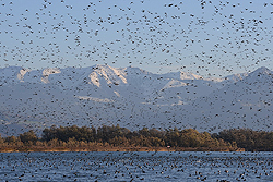 Wasservoegel_Fussacher Bucht_Rheindelta_01_03