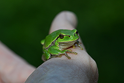 Laubfrosch_01_01