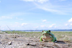 Laubfrosch_01_05