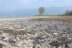 Bodensee-Vergissmeinnicht_01_02