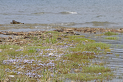 Bodensee-Vergissmeinnicht_01_03