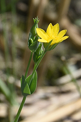 Flora_Alpenrhein_01_01_Spaeter_Bitterling