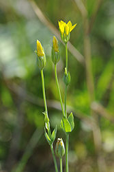 Flora_Alpenrhein_01_02_Spaeter_Bitterling