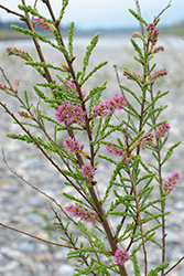 Flora_Alpenrhein_01_03_Deutsche_Tamariske